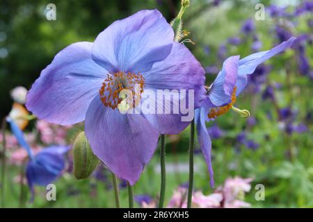 Blauer Mohn Stockfoto