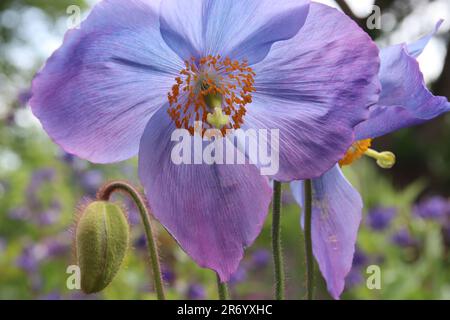 Blauer Mohn Stockfoto