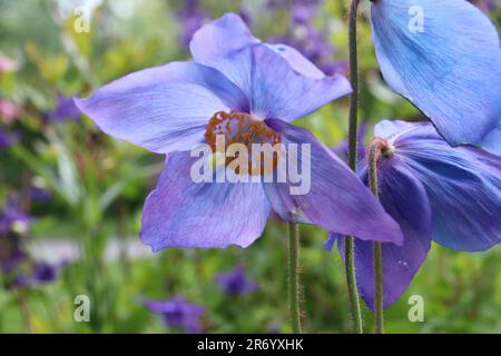 Blauer Mohn Stockfoto