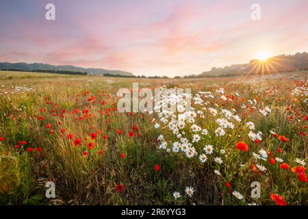 Wilde Blumen auf einer Wiese mit rosa Sonnenaufgang am Himmel. Naturlandschaft mit Ochsenaugen-Gänseblümchen und rotem Mohn in Norfolk England Stockfoto