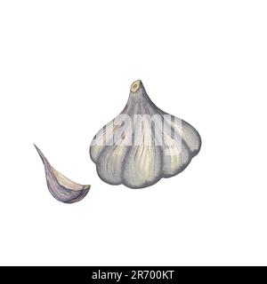 Aquarell handgezeichneter Knoblauch ganz und Nelke, Gemüse isoliert auf weißem Hintergrund. Gesunde Pflanzen für Druck, Stoff, Banner Stockfoto