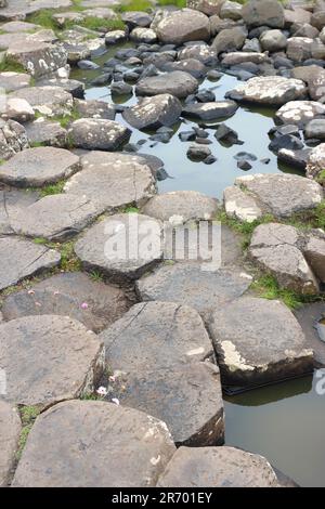 Felsformationen am Giant's Causeway, Country Antrim, Nordirland Stockfoto