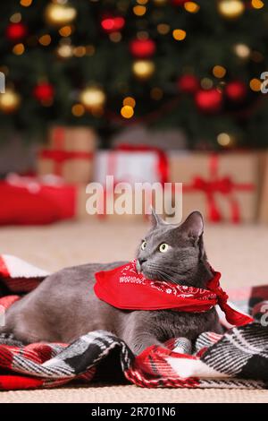 Süße Katze mit einem Kopftuch im Karomuster im Zimmer, dekoriert für Weihnachten Stockfoto