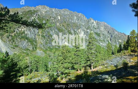 Gottes Land. Cembretum-Altwachstum während der Reifezeit von Pinienfrüchten, Zedernwäldern im Gletschertal. Sibirische Steinkiefer (Pinus sibiri Stockfoto