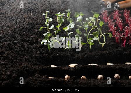 Samen und Gemüsesämlinge, die unter Regen in fruchtbaren Böden wachsen Stockfoto