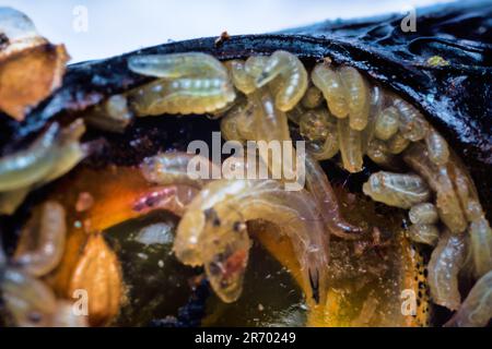 Eier und Fliegenlarven (Pinkie) in Fischaugen. Larve verwendet Eiter oder zersetzende Gewebe als Nahrung; gleichzeitig werden gesunde Zellen zerstört. Parasitäre Erkrankungen Stockfoto