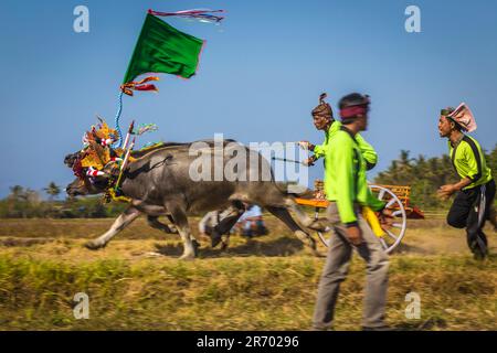 Bufalo-Rennen. Insel Bali. Indonesien. Stockfoto