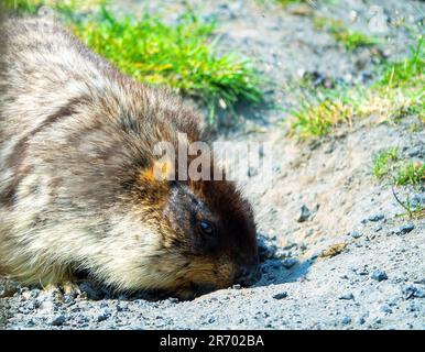 Schwarzkappenmarmot (Marmota camtschatica) in Kamtschatka lebt es auf vulkanischen Umwälzungen auf vulkanischen Schlackenfeldern und auf Bergwiesen. Porträt. Russi Stockfoto