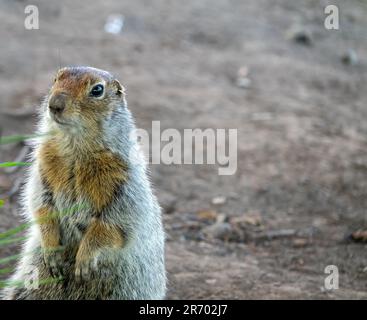 Arktisches Erdhörnchen (Citellus parryi) in Kamchatka lebt es auf vulkanischen Umwälzungen auf vulkanischen Schlackenfeldern. Porträt. Russland Stockfoto