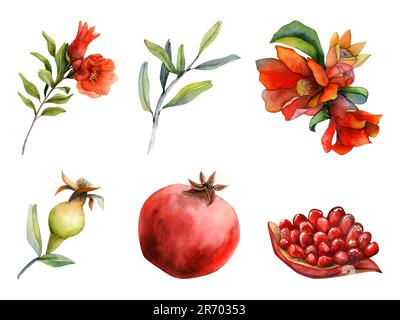 Granatäpfel Aquarell Botanisches Illustrationsset mit saftigen reifen Granatäpfeln und Samenblumen für natürliche Kosmetik Stockfoto