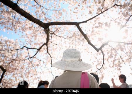 Im Frühling versammeln sich Menschen unter Kirschblüten in der Nähe des Tidal Basin des Potomac River in Washington DC. Stockfoto