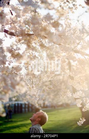 Im Frühling versammeln sich Menschen unter Kirschblüten in der Nähe des Tidal Basin des Potomac River in Washington DC. Stockfoto