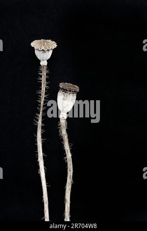 Samenkapsel aus getrocknetem Mohn Stockfoto