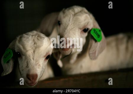 Zwei Ziegenbabys auf der Andrew & Jennifer Miller Farm, Rush Creek Farms in Sidney, Illinois. Stockfoto