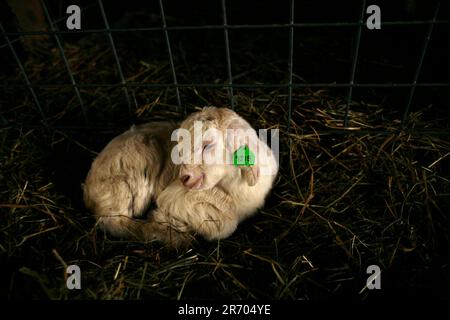 Ein Ziegenbaby auf der Andrew & Jennifer Miller Farm, Rush Creek Farms in Sidney, Illinois. Stockfoto