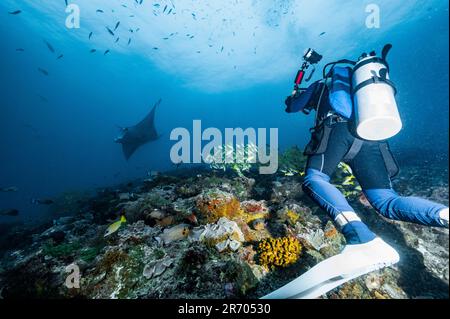 taucher fotografiert Mantarochen auf den Malediven Stockfoto