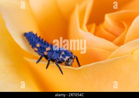 Eine Marienkäfer-Larve mit 7 Plätzen auf einer gelben Rosenblume Stockfoto