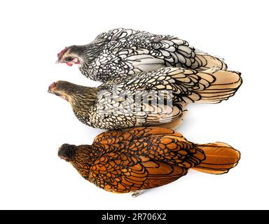 Sebight Huhn vor weißem Hintergrund Stockfoto