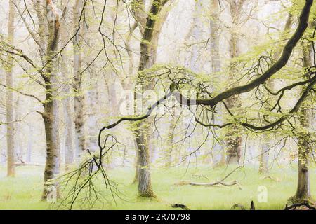 Ein langer Buchenzweig, der in einen Wald mit Eichenbäumen im Kinclaven Wood in Perth und Kinross, Schottland, Großbritannien, eindringt. Stockfoto