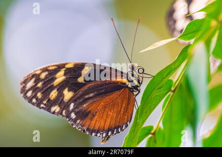 Langschnabelschmetterling (Tithorea tarricina), mit geschlossenen Flügeln, auf grünem Blatt Stockfoto