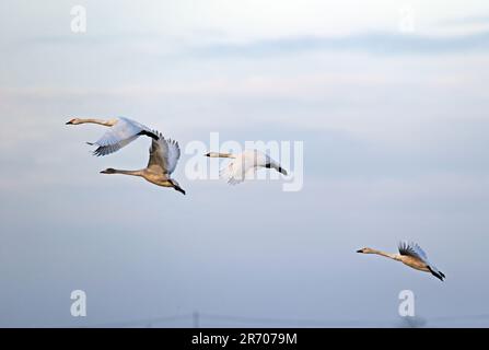 Bewick's Swan (Cygnus columbianus), drei Erwachsene und ein Jugendlicher im Flug Eccles-on-Sea, Norfolk, Großbritannien. Dezember Stockfoto