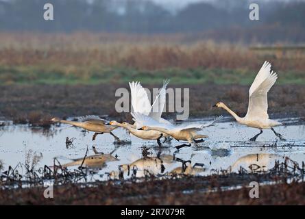 Bewick's Swan (Cygnus columbianus), vier Erwachsene und ein Jugendlicher, der vom überfluteten „Higher Level Stewardship“-Land Eccles-on-Sea, Norfolk, Großbritannien, abhebt. Stockfoto