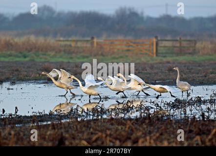 Bewick's Swan (Cygnus columbianus), vier Erwachsene und zwei Jugendliche, die aus dem überfluteten „Higher Level Stewardship“-Land Eccles-on-Sea, Norfolk, Großbritannien, starten. Stockfoto