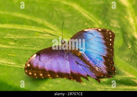 Morpho peleides Schmetterling, mit offenen Flügeln, auf einem grünen Blatt Stockfoto