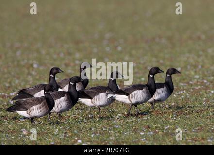 Brent Goose (Branta bernicla hrota) „Bale-Bumlied“ Brents, die Winterweizen fressen Sea Palling, Norfolk, Großbritannien. Februar Stockfoto