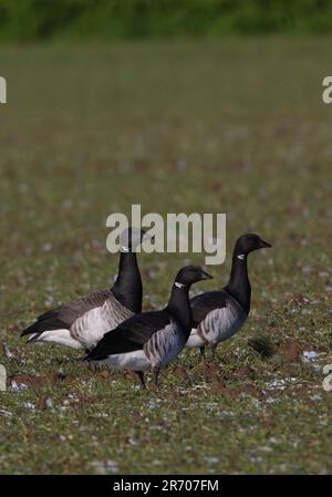 Brent Goose (Branta bernicla hrota) „Bale-Bumlied“ Brents auf dem Winterweizenfeld Sea Palling, Norfolk, Großbritannien. Februar Stockfoto