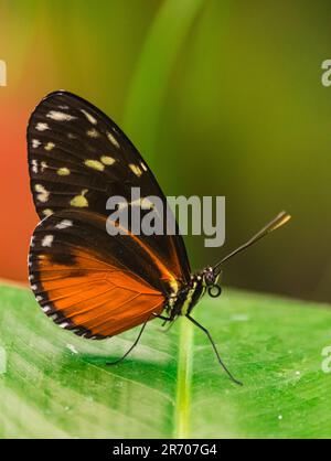 Langschnabelschmetterling (Tithorea tarricina), mit geschlossenen Flügeln, auf grünem Blatt Stockfoto