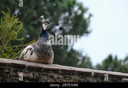 Selektiver Fokus auf eine Pfauenfrau, die an der Wand sitzt Stockfoto