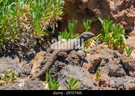 Männliche Gallot-Eidechse (Gallotia galloti galloti), auf vulkanischen Felsen und mit grüner Vegetation im Teide-Nationalpark, Teneriffa Stockfoto