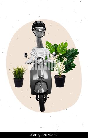 Vertikale Kompositdarstellung dämlicher Fahrer Vogel Strauß kopfloses wildes Tier fährt Moped trägt Helm isoliert auf beigem Hintergrund Stockfoto