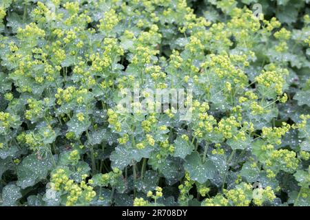 Alchemilla vulgaris - Gemeine Frauenmantelpflanze mit Blumen und Blättern. Wassertropfen auf den Blättern nach dem Regen. Stockfoto