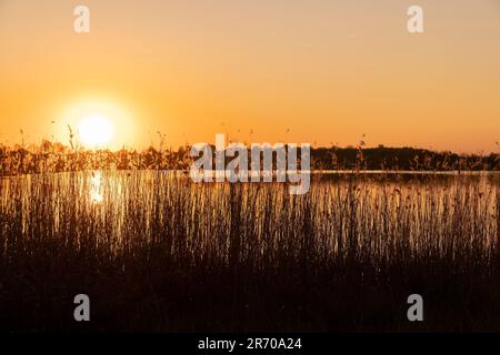 Ein ruhiger See im Frühling bei Sonnenuntergang, eine wunderschöne Reflexion des bunten Himmels im Wasser bei Sonnenuntergang, viele Insekten auf der Wasseroberfläche Stockfoto