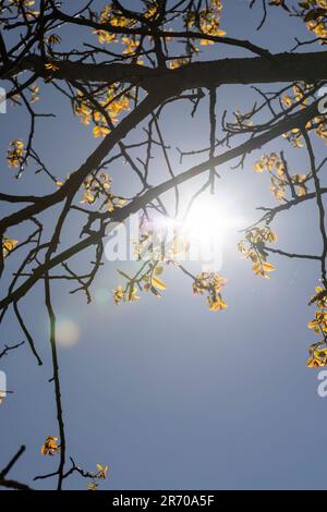 Das erste Laub auf einer Walnuss blüht mit langen Blumen, sonniges klares Wetter in einem Obstgarten mit blühenden Walnüssen Stockfoto