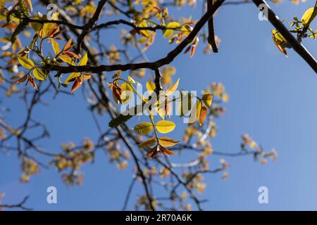 Das erste Laub auf einer Walnuss blüht mit langen Blumen, sonniges klares Wetter in einem Obstgarten mit blühenden Walnüssen Stockfoto