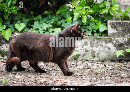 Langhaarige, schwarz rostige, rote streunende Katze mit Tyrosinmangel Stockfoto