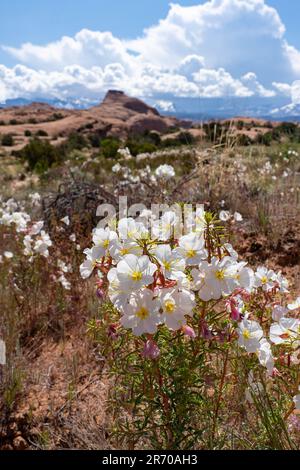 Blasser Abend Primrose, Oenothera pallida, blühend in der Nähe von Moab, Utah. Stockfoto
