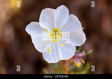 Blasser Abend Primrose, Oenothera pallida, blühend in der Nähe von Moab, Utah. Stockfoto