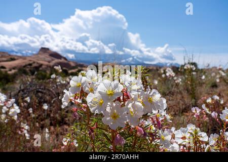 Blasser Abend Primrose, Oenothera pallida, blühend in der Nähe von Moab, Utah. Stockfoto