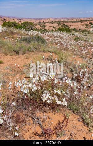 Blasser Abend Primrose, Oenothera pallida, blühend in der Nähe von Moab, Utah. Stockfoto