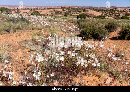 Blasser Abend Primrose, Oenothera pallida, blühend in der Nähe von Moab, Utah. Stockfoto