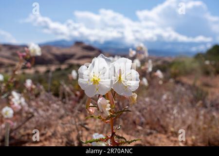 Blasser Abend Primrose, Oenothera pallida, blühend in der Nähe von Moab, Utah. Stockfoto