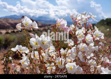 Blasser Abend Primrose, Oenothera pallida, blühend in der Nähe von Moab, Utah. Stockfoto