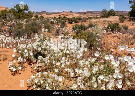 Blasser Abend Primrose, Oenothera pallida, blühend in der Nähe von Moab, Utah. Stockfoto