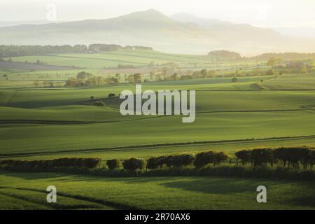 Malerische sanfte Landschaft über grünes Weideland zum Lomond Hills Regional Park und West Lomond Hill von außerhalb von Kennoway, Fife, Scotla Stockfoto