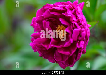 Nahaufnahme einer einzelnen Pfingstrose Stockfoto