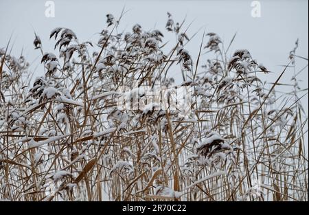 Nahaufnahme des Meerwasser-Grasschilds, mit Schnee bedeckt auf dem winterweißen Hintergrund Stockfoto